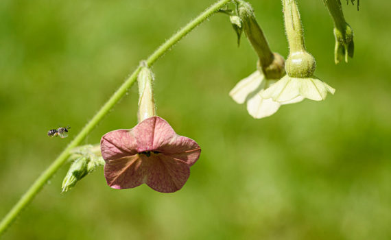 Esplanade Photo - INSECTES DE NOS JARDINS 05