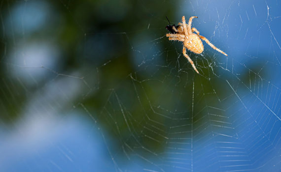 Esplanade Photo - INSECTES DE NOS JARDINS 06