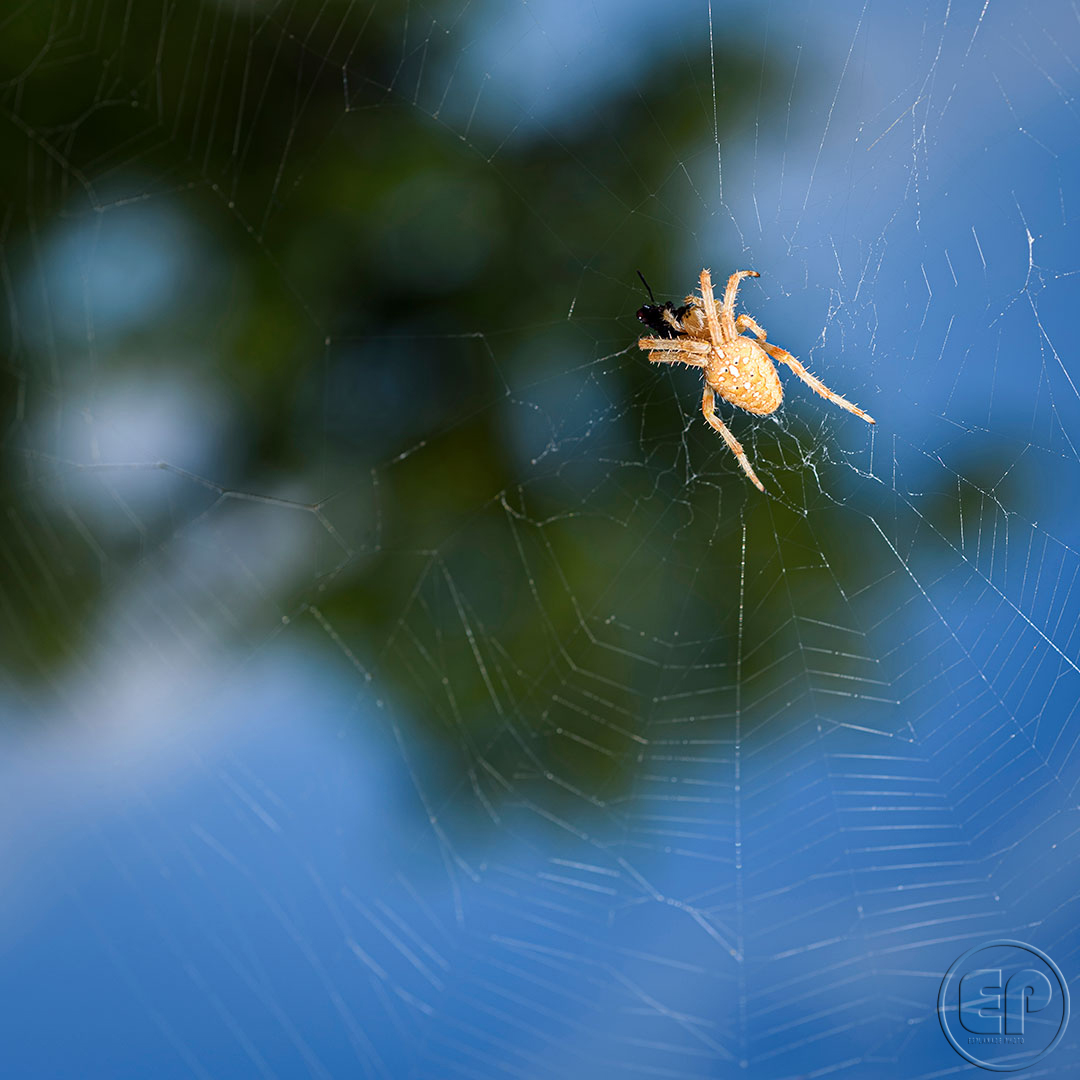 Esplanade Photo - INSECTES DE NOS JARDINS 06