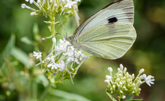 Esplanade Photo - INSECTES DE NOS JARDINS 07