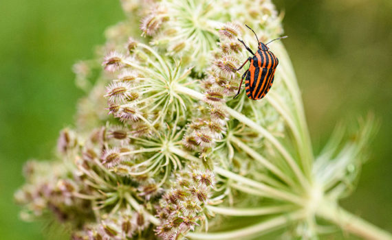 Esplanade Photo - INSECTES DE NOS JARDINS 08