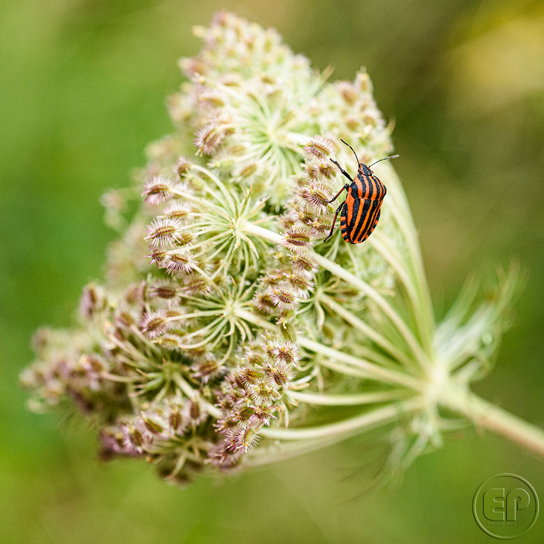 Esplanade Photo - INSECTES DE NOS JARDINS 08