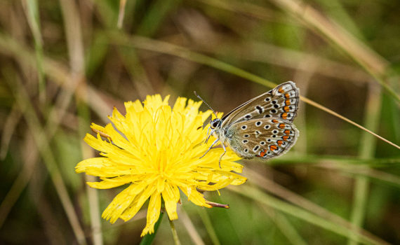 Esplanade Photo - INSECTES DE NOS JARDINS 09