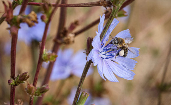 Esplanade Photo - INSECTES DE NOS JARDINS 10