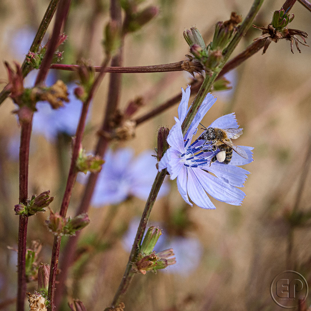 Esplanade Photo - INSECTES DE NOS JARDINS 10