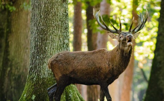 PHOTO DE LA SEMAINE 2020-31 Esplanade Photo