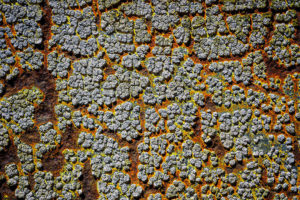 Esplanade Photo - SIGNES DU TEMPS 10