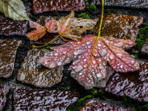 PHOTO DE LA SEMAINE 2020-43 Esplanade Photo