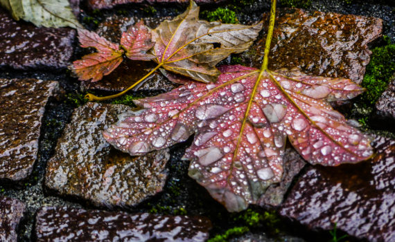 PHOTO DE LA SEMAINE 2020-43 Esplanade Photo