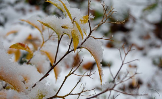Neige à la Défense 2020_Esplanade-Photo_03