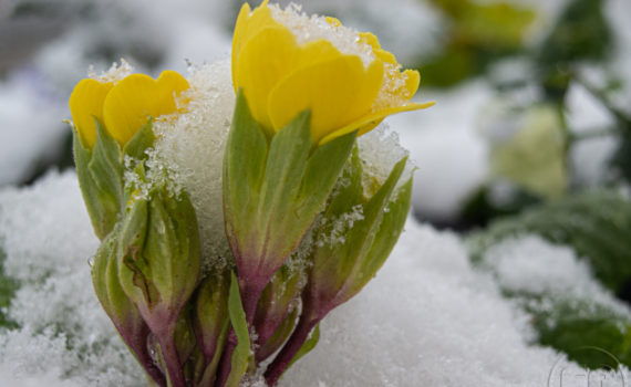 Neige à la Défense 2020_Esplanade-Photo_04