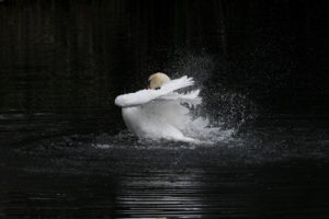 François H_Cygne tuberculé Saclay