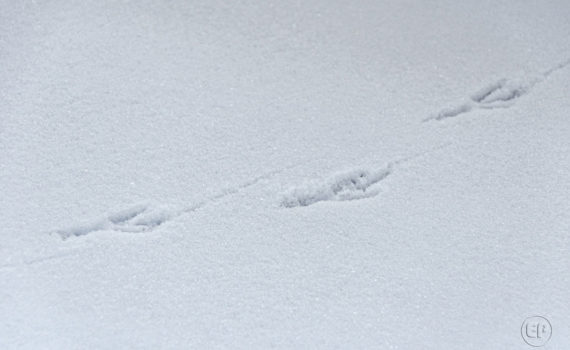 La Défense sous la neige_05