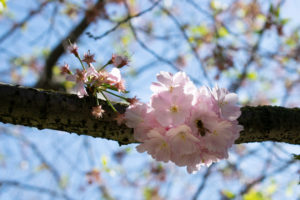 PHOTO DE LA SEMAINE 2021-13 Esplanade Photo