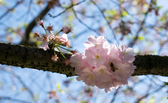 PHOTO DE LA SEMAINE 2021-13 Esplanade Photo