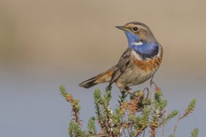 PHOTO DE LA SEMAINE 2021-17 Esplanade Photo