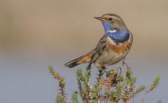 PHOTO DE LA SEMAINE 2021-17 Esplanade Photo