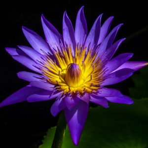 PHOTO DE LA SEMAINE 2021-24 Esplanade Photo