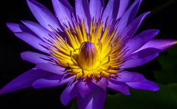 PHOTO DE LA SEMAINE 2021-24 Esplanade Photo