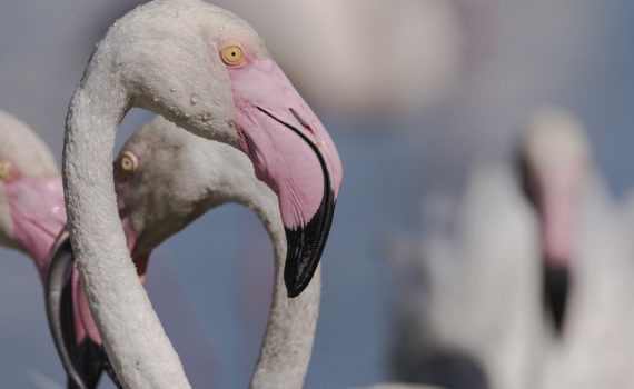 PHOTO DE LA SEMAINE 2021-29 Esplanade Photo