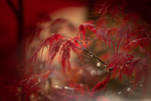 PHOTO DE LA SEMAINE 2021-45 Esplanade Photo