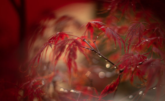 PHOTO DE LA SEMAINE 2021-45 Esplanade Photo