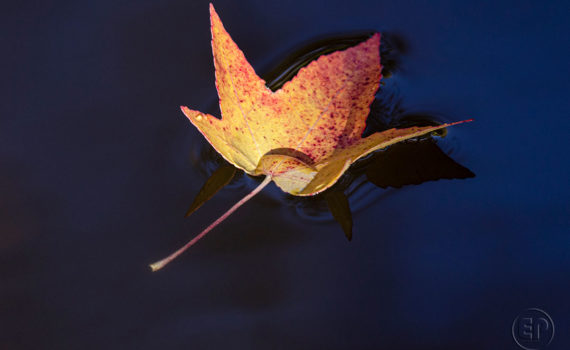 Esplanade Photo FEUILLE_04