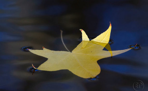 Esplanade Photo FEUILLE_05