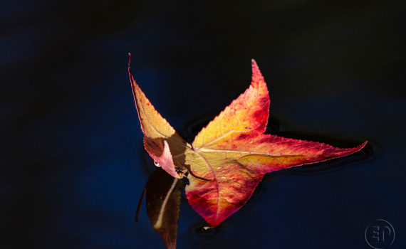 Esplanade Photo FEUILLE_06