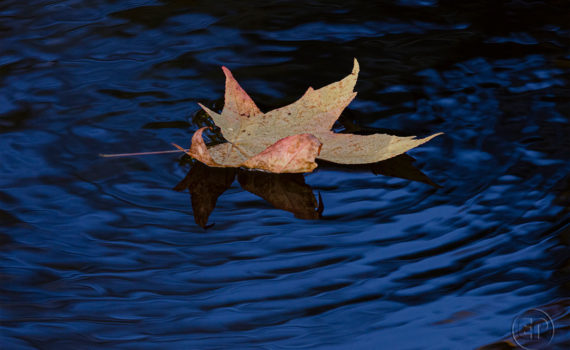 Esplanade Photo FEUILLE_07