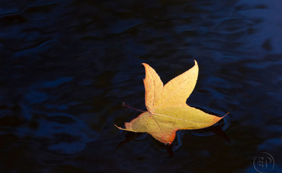 Esplanade Photo FEUILLE_08