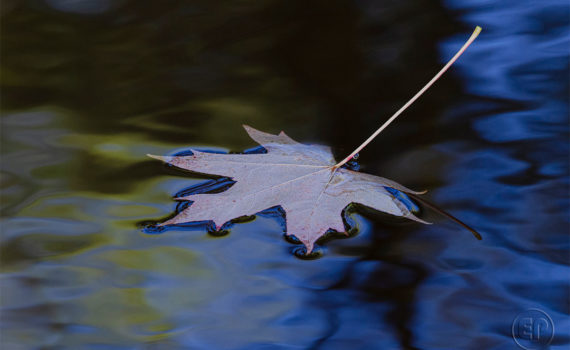 Esplanade Photo FEUILLE_09