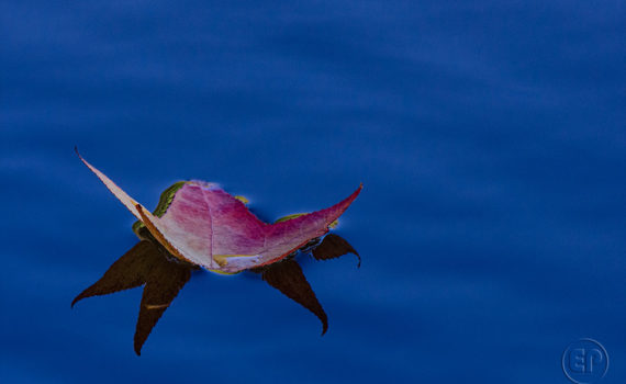 Esplanade Photo FEUILLE_10