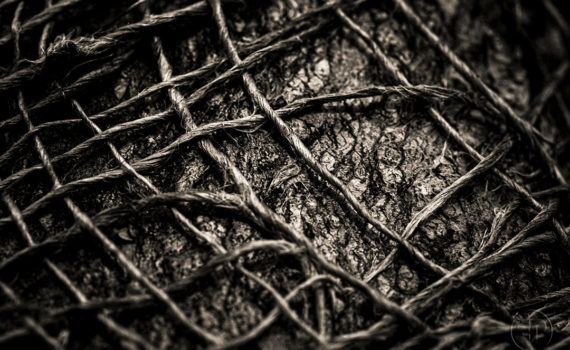 Esplanade Photo_la jute_06