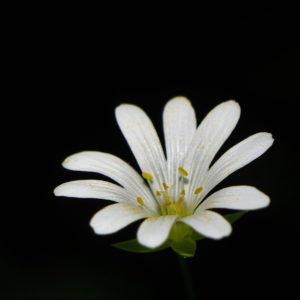 PHOTO DE LA SEMAINE 2022-18 Esplanade Photo