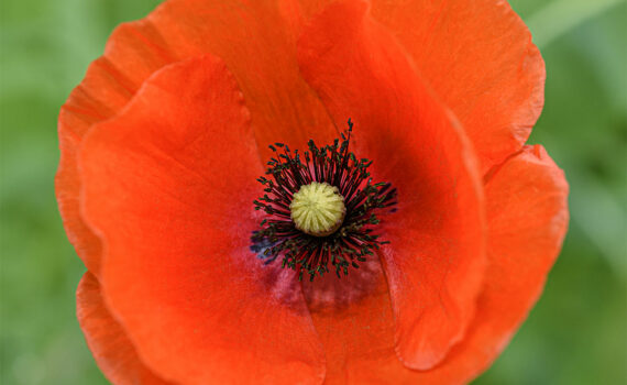 Coquelicot 01