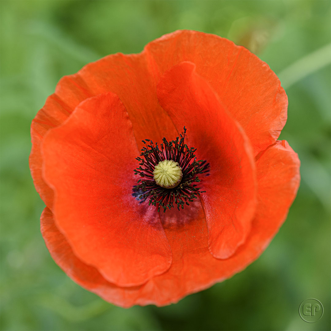 Coquelicot 01