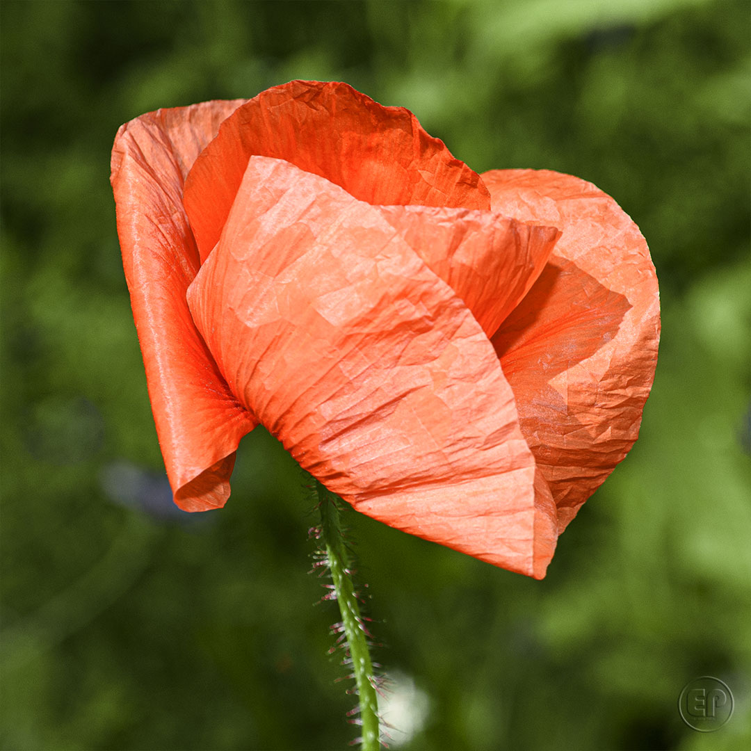 Coquelicot 02