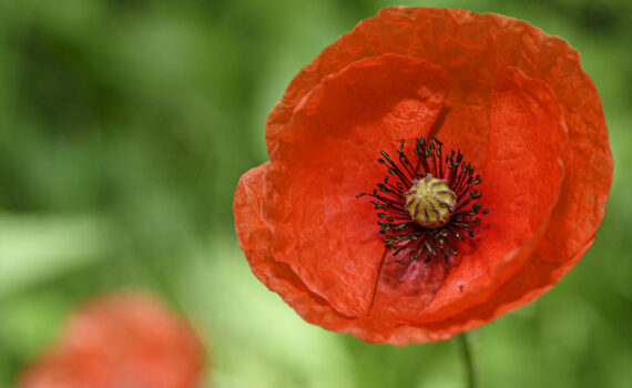 Coquelicot 02