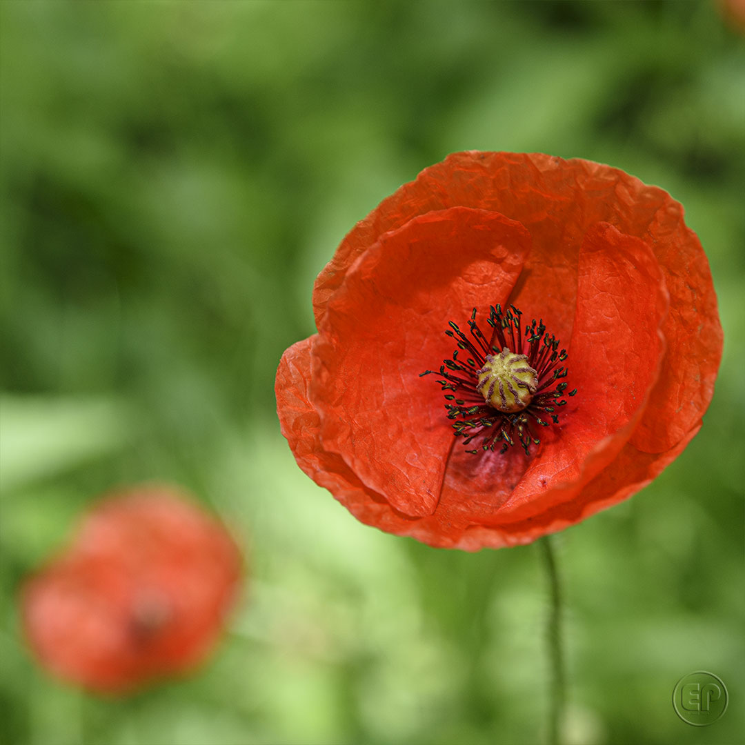 Coquelicot 02