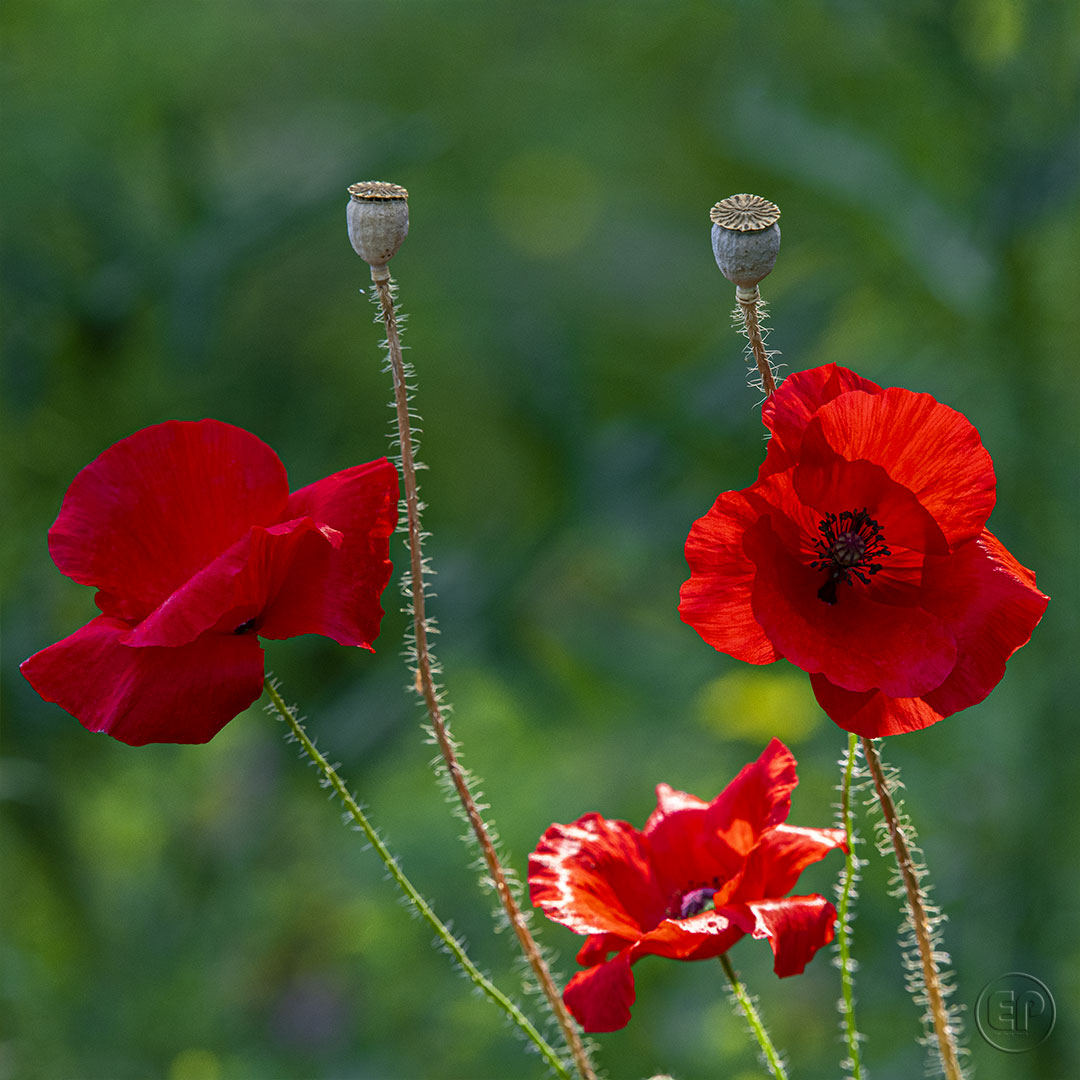 Coquelicot 04