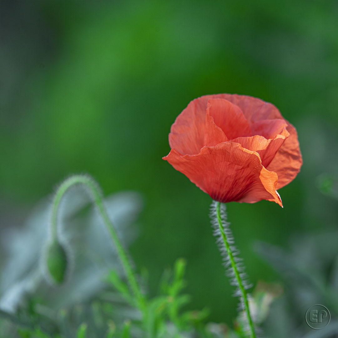 Coquelicot 05