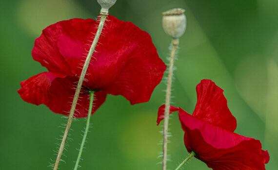 Coquelicot 06