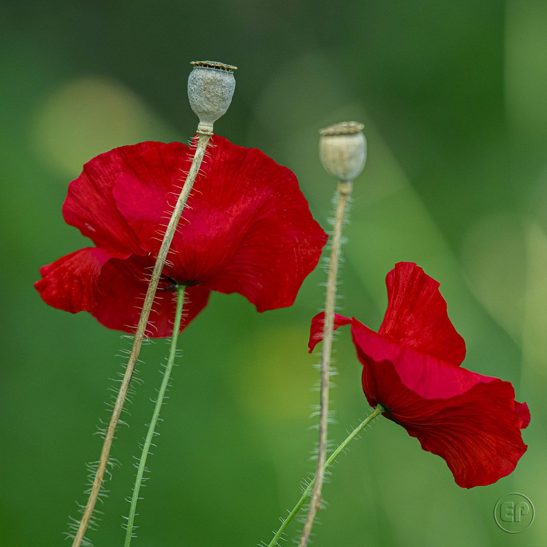 Coquelicot 06