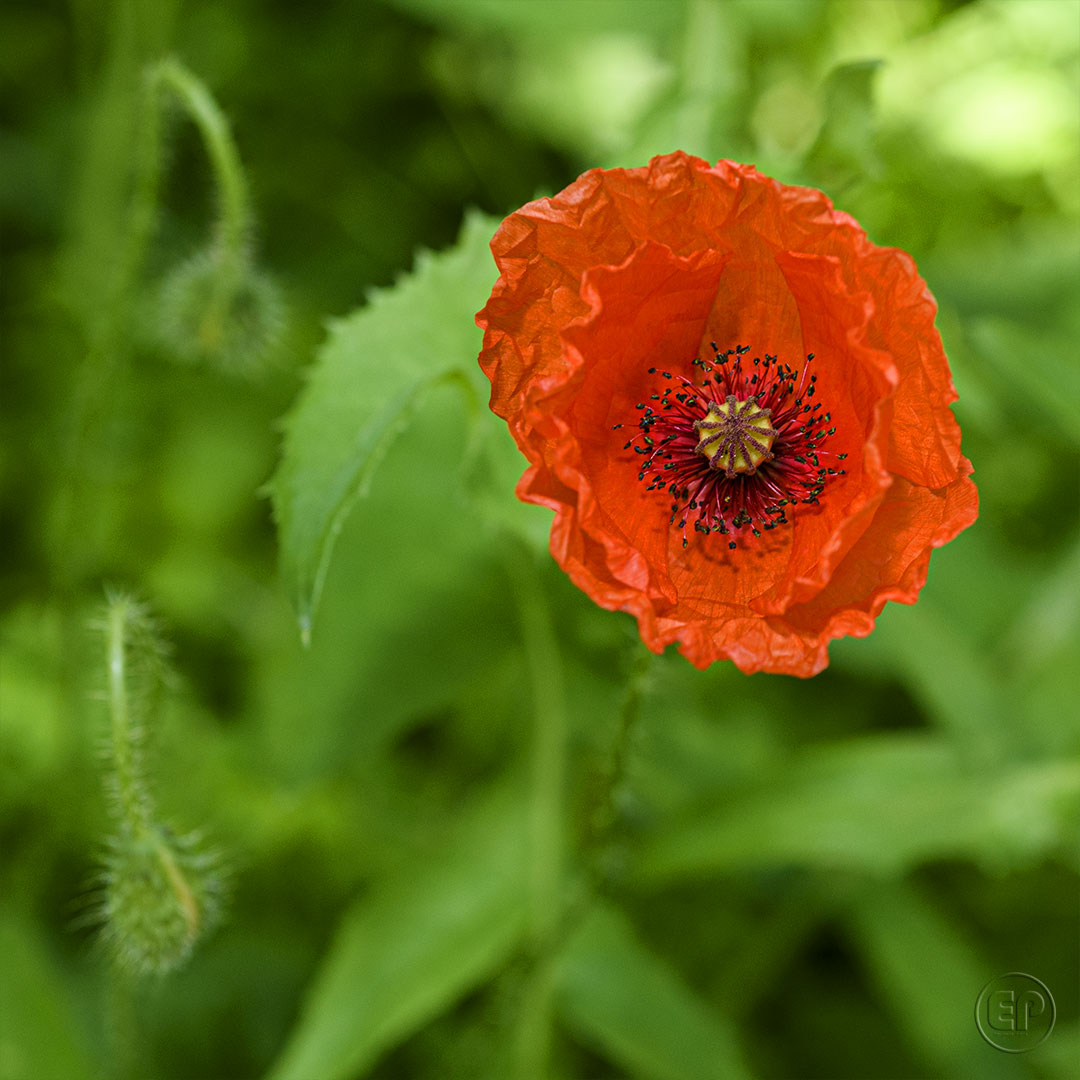 Coquelicot 07