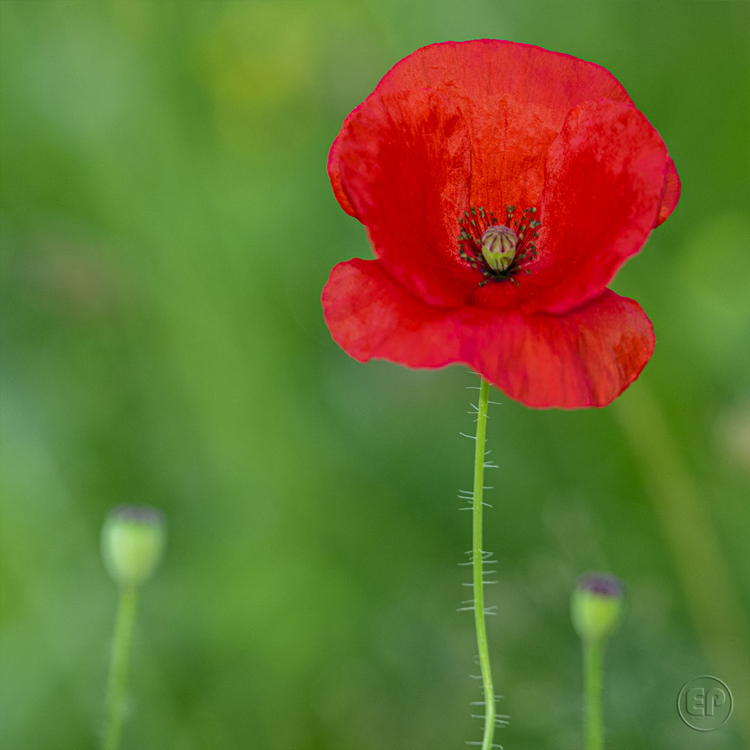 Coquelicot 08