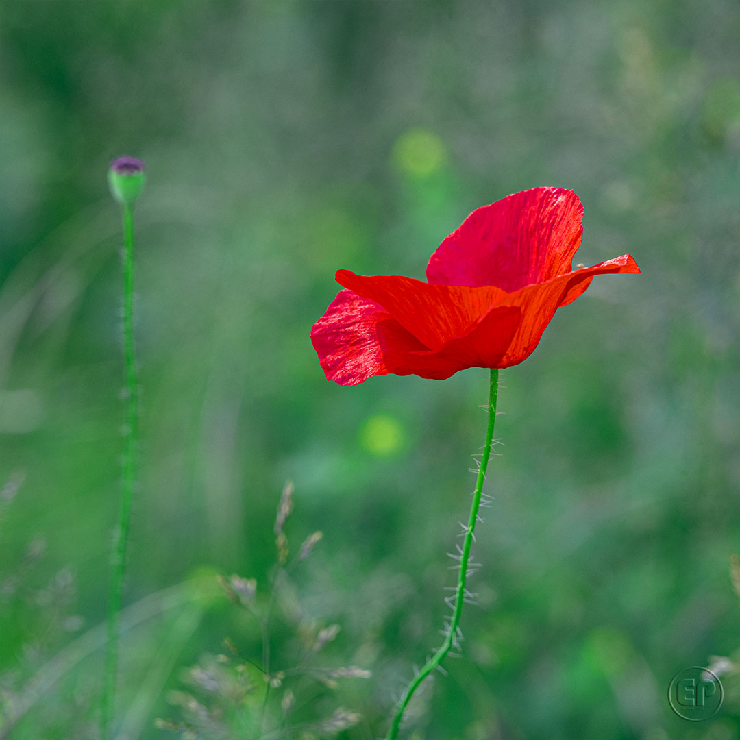 Coquelicot 09