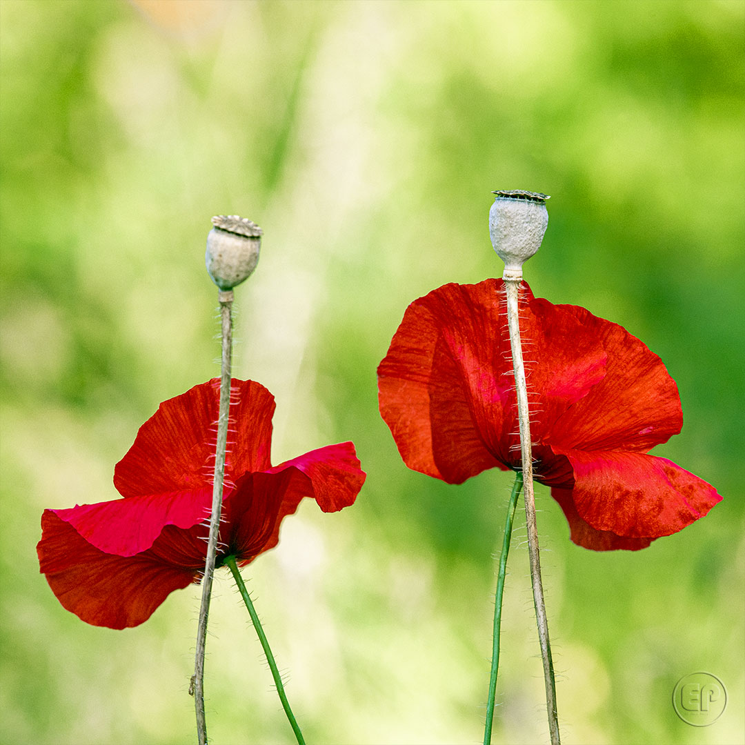 Coquelicot 10