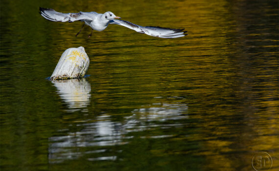 Oiseaux en plein vol_01