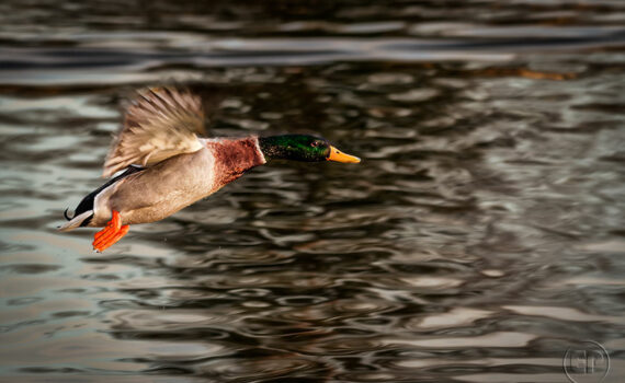 Oiseaux en plein vol_02